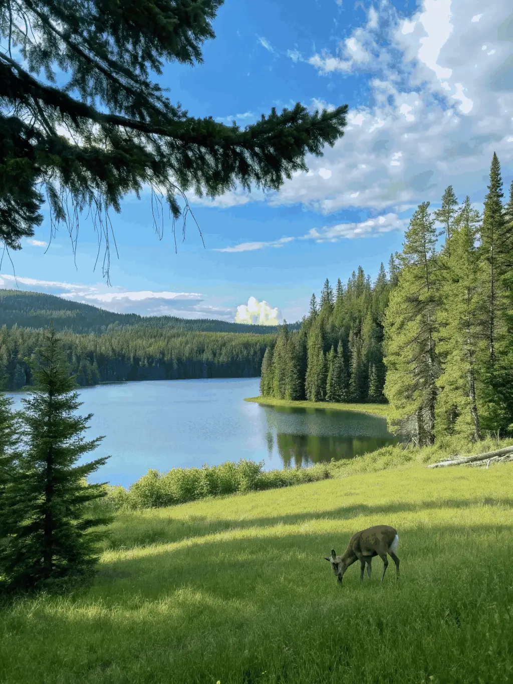 A healthy population of deer grazing peacefully in a protected meadow, representing the successful management of wildlife populations through responsible hunting practices by SOCIETE COMMUNALE DE CHASSE ENTENTE FONTENILLE-LONNES.